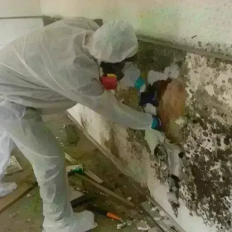 Mold Remediation and Removal in Chester Heights, PA